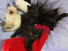 kittens